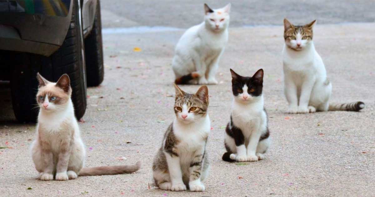 Invitan al Reciclatón 2026 solidario Invitan al Reciclatón 2026 solidario