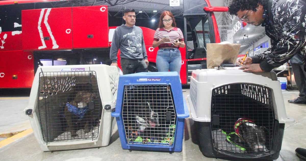 Profeco interviene para que deportado viaje con sus mascotas a Xalapa Profeco interviene para que deportado viaje con sus mascotas a Xalapa