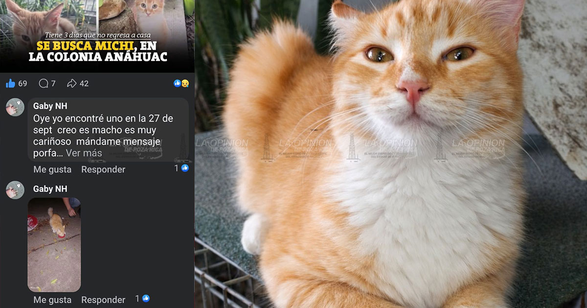 Michi extraviado regresa a su hogar Michi extraviado regresa a su hogar