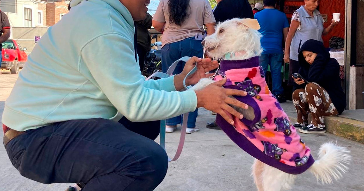 Xalapa le apuesta a la esterilización gratuita para prevenir el abandono animal Xalapa le apuesta a la esterilización gratuita para prevenir el abandono animal