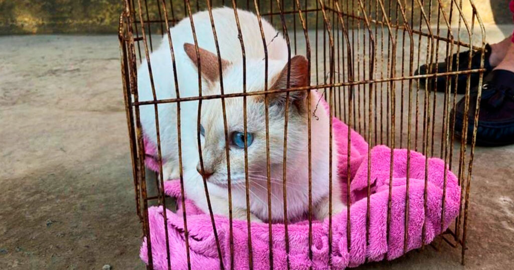 Xalapa le apuesta a la esterilización gratuita para prevenir el abandono animal Xalapa le apuesta a la esterilización gratuita para prevenir el abandono animal