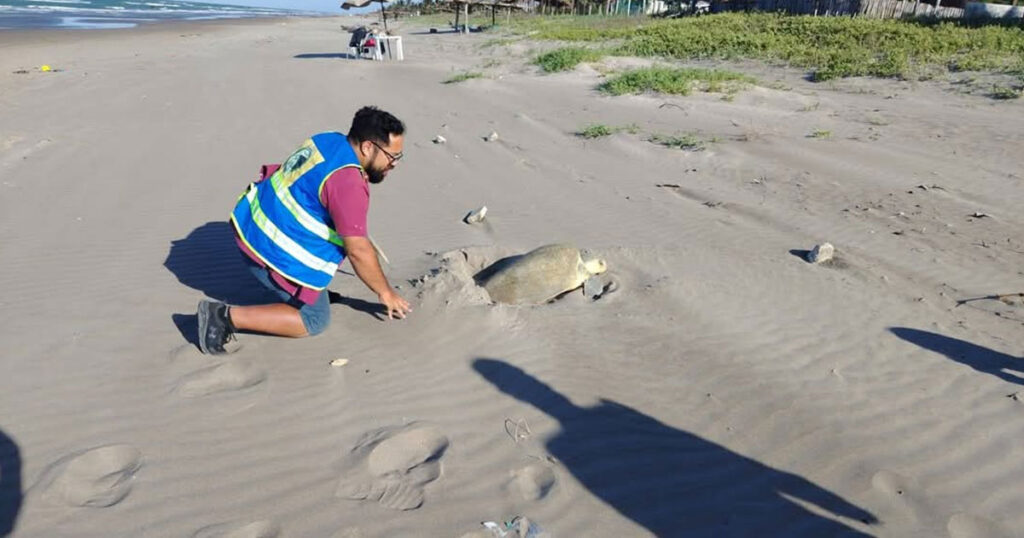 Vida Milenaria abre convocatoria para voluntariado 2026 en Tecolutla Vida Milenaria abre convocatoria para voluntariado 2026 en Tecolutla