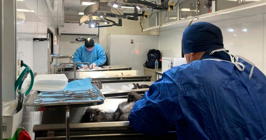 Xalapa le apuesta a la esterilización gratuita para prevenir el abandono animal Xalapa le apuesta a la esterilización gratuita para prevenir el abandono animal