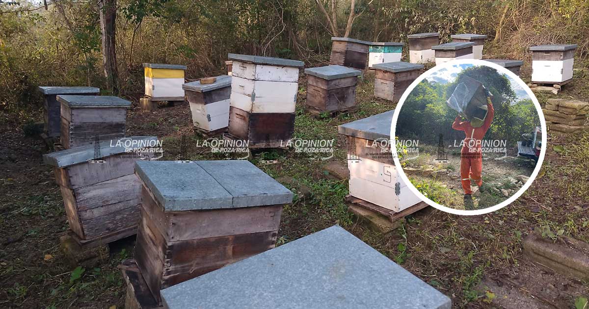 Los apicultores de la zona norte siguen a merced del intermediarismo Los apicultores de la Zona Norte siguen a merced del intermediarismo
