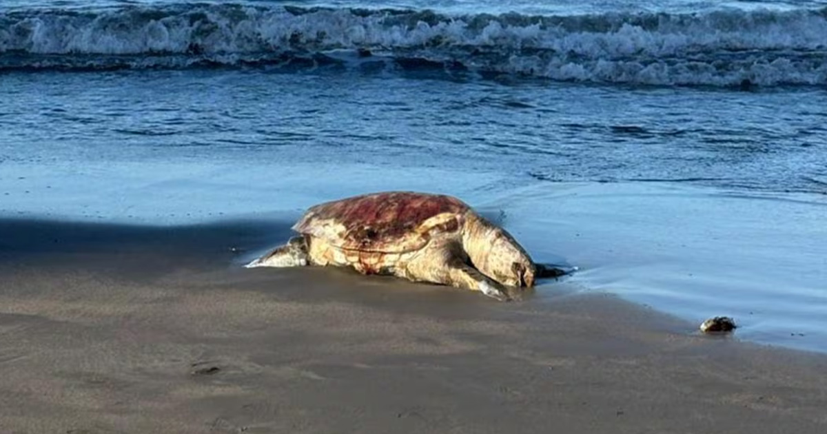 Pescadores denuncian abandono oficial tras derrame en costas de Veracruz Pescadores denuncian abandono oficial tras derrame en costas de Veracruz