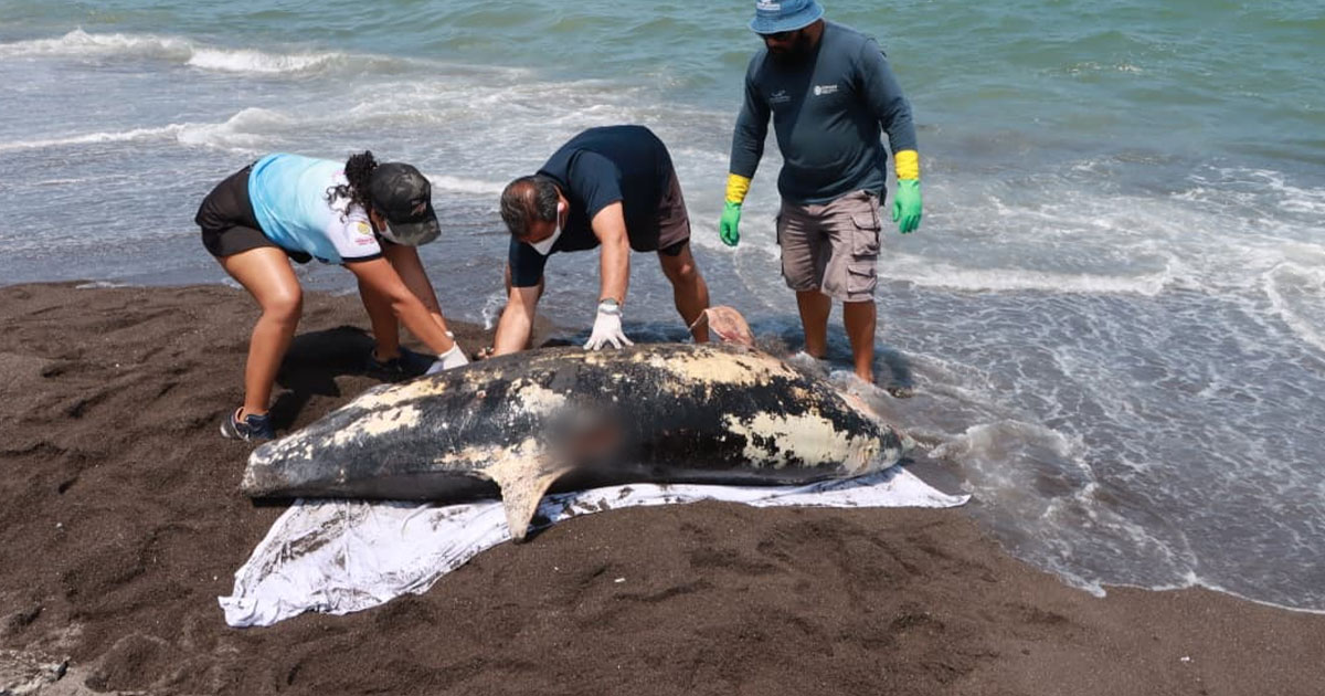 Hemorragia por lesión traumática, causa de muerte de delfín en Alvarado: PMA Hemorragia por lesión traumática, causa de muerte de delfín en Alvarado: PMA