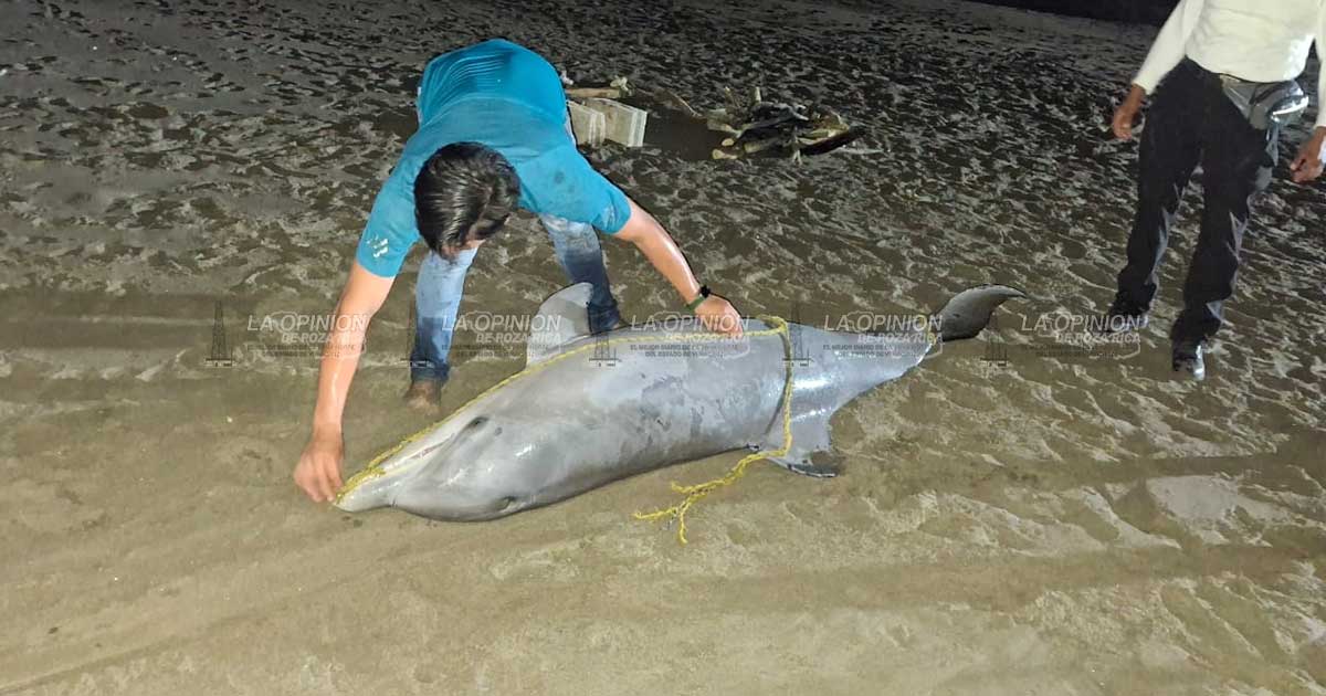 Hallan delfín muerto en playa de La Vigueta Hallan delfín muerto en playa de La Vigueta