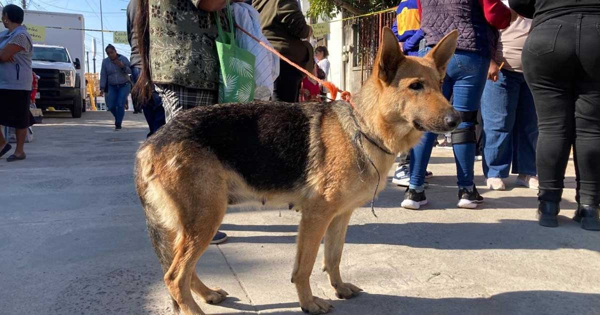 Ayuntamiento ofrece servicio digno de cremación para mascotas a costos accesibles Ayuntamiento ofrece servicio digno de cremación para mascotas a costos accesibles