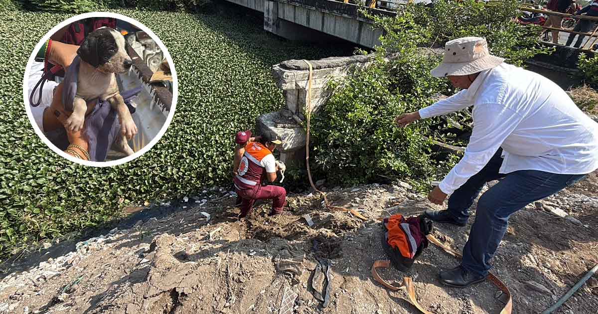 Rescatan a cachorro atrapado en lirio del Arroyo Moreno Rescatan a cachorro atrapado en lirio del Arroyo Moreno