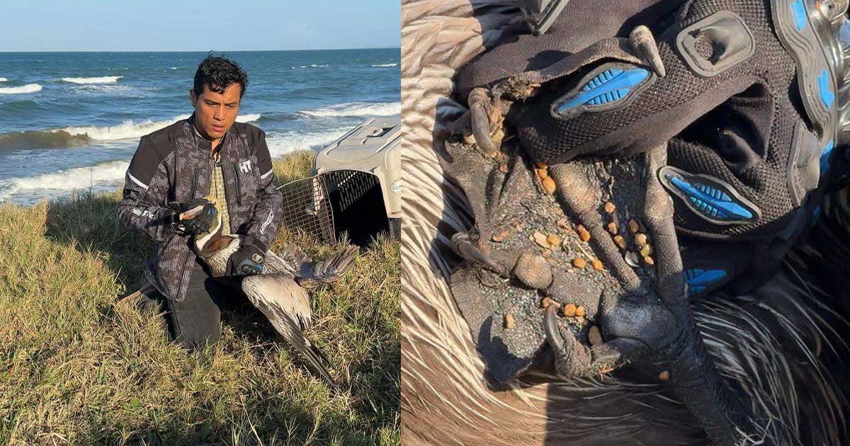 Rescatan pelícano contaminado en Alvarado Rescatan pelícano contaminado en Alvarado