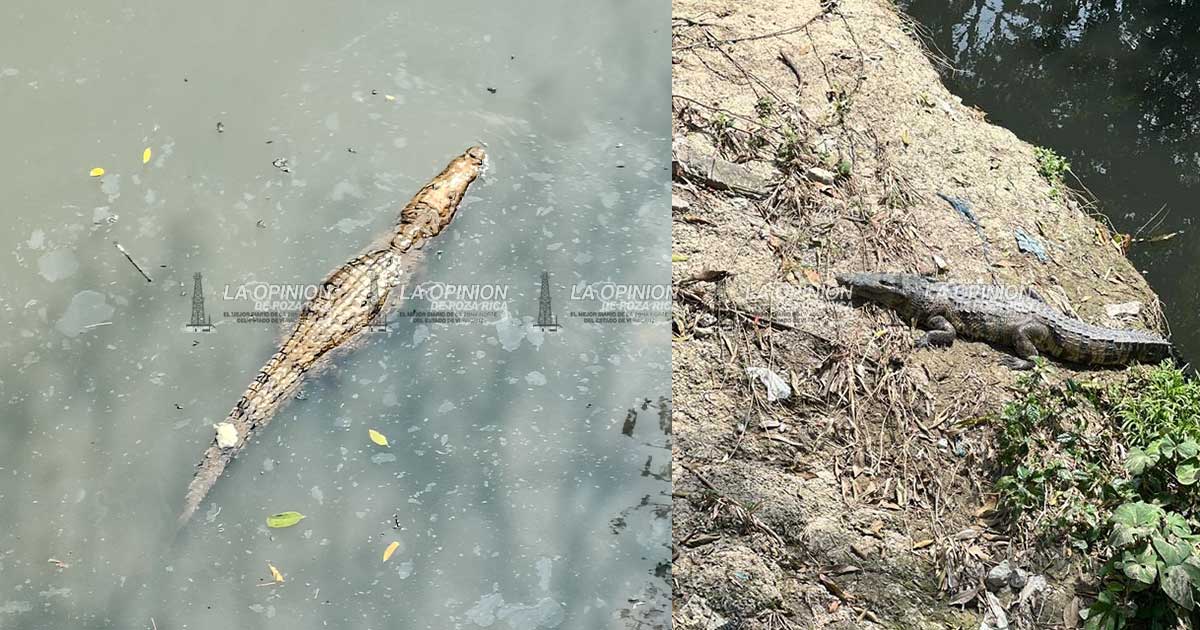 Cocodrilos en tendencia Cocodrilos en tendencia