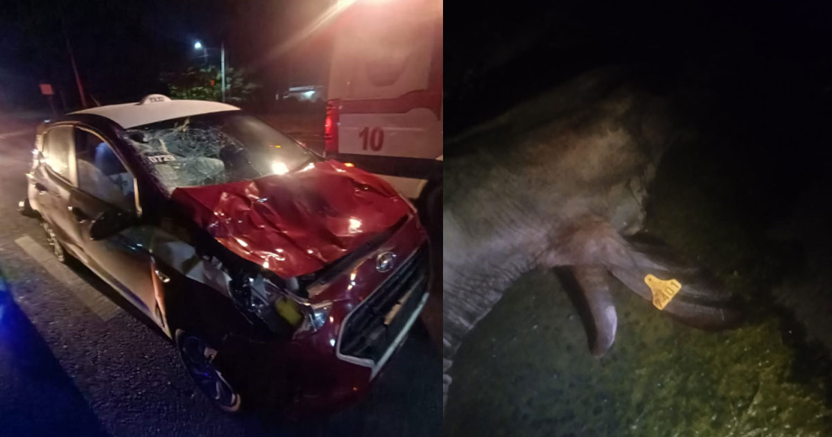 Exige afectada respuesta tras accidente con ganado Exige afectada respuesta tras accidente con ganado