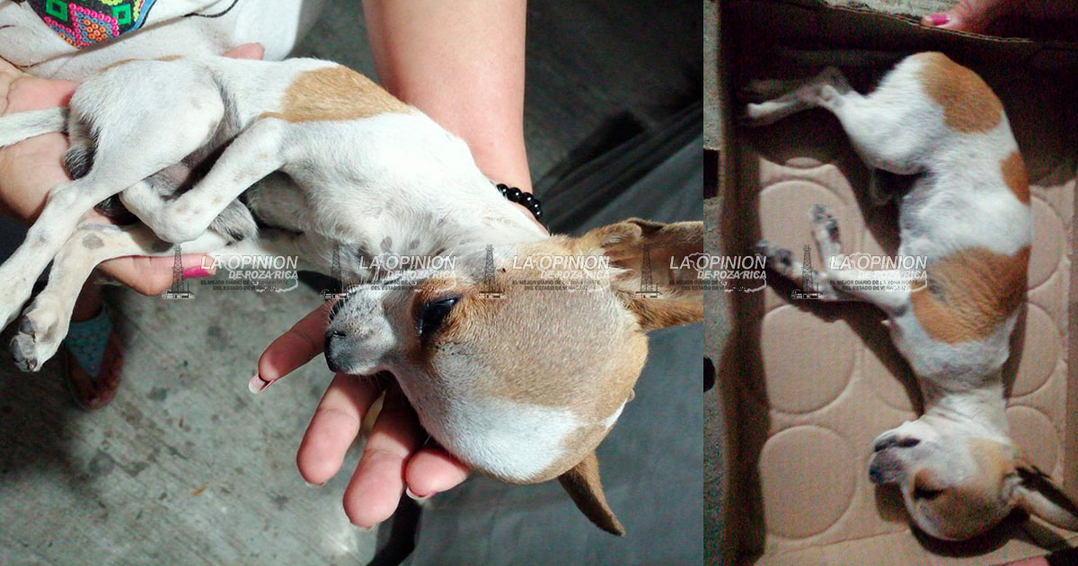 ¡ESTRANGULÓ A UN CHIHUAHUA! ¡ESTRANGULÓ A UN CHIHUAHUA!