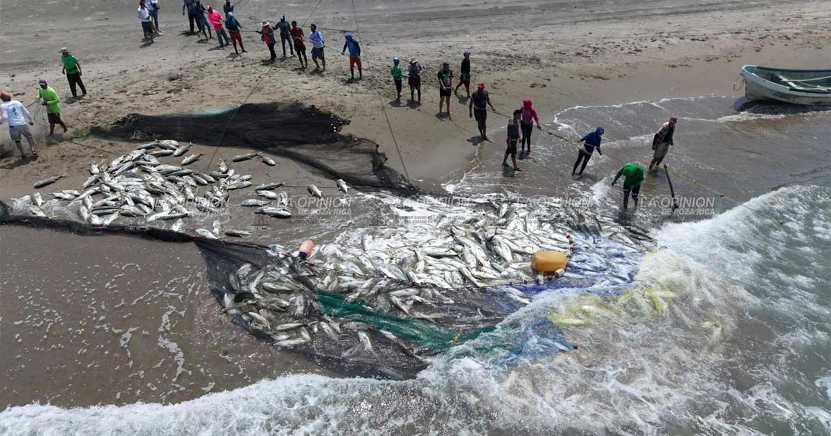 Pescadores realizan captura masiva de jurel y descartan afectaciones Pescadores realizan captura masiva de jurel y descartan afectaciones