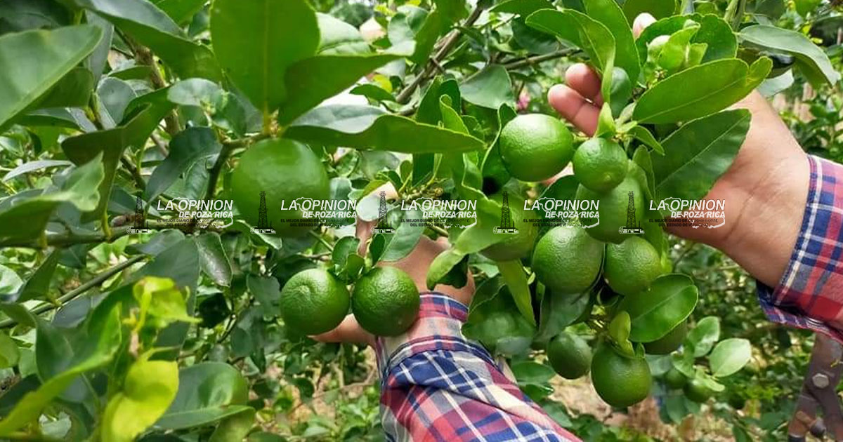 Carísimo el limón que vendedores de aguas frescas ya no ofrecen ese sabor Carísimo el limón que vendedores de aguas frescas ya no ofrecen ese sabor