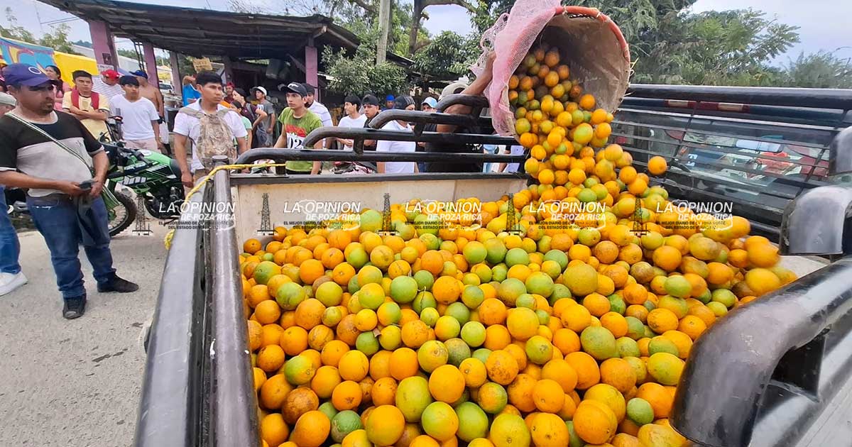Citricultura genera más de 10 mil empleos directos Citricultura genera más de 10 mil empleos directos