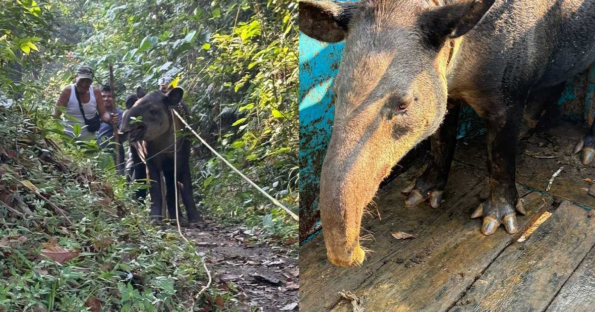Capturan a Tapir, especie en peligro de extinción Capturan a Tapir, especie en peligro de extinción