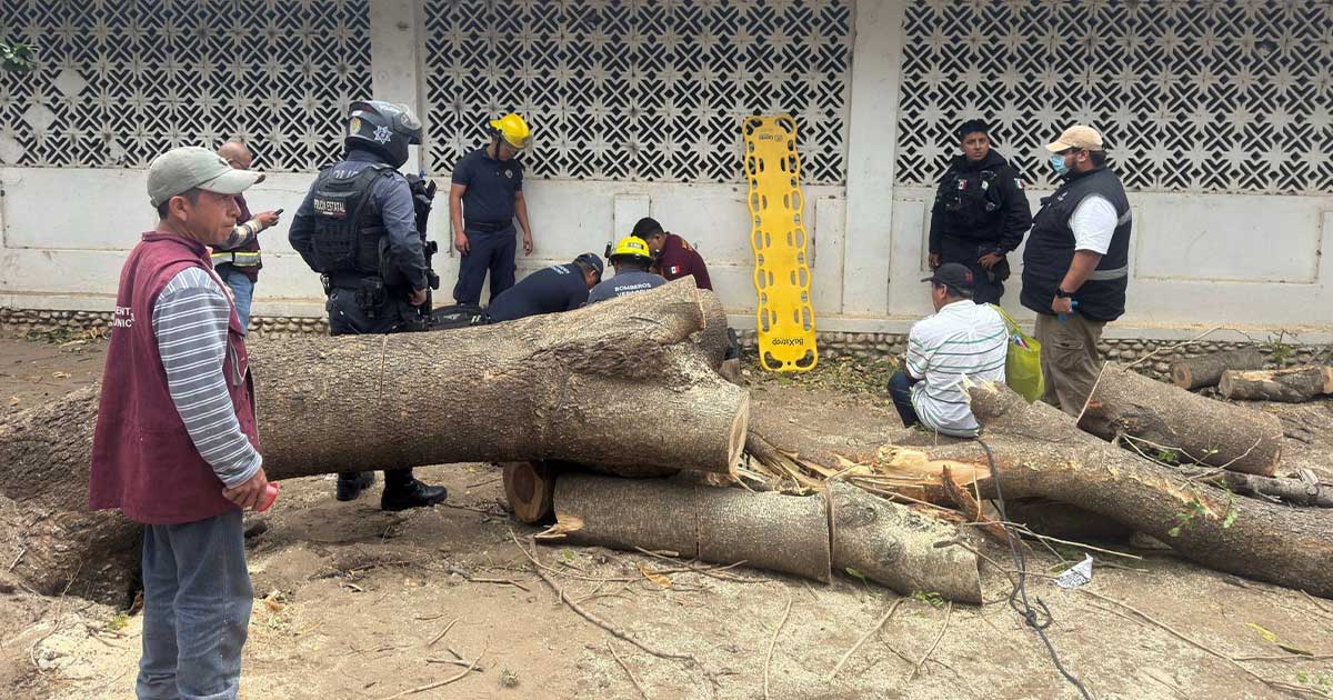 Cae tronco y lesiona a trabajador del Ayuntamiento Cae tronco y lesiona a trabajador del Ayuntamiento