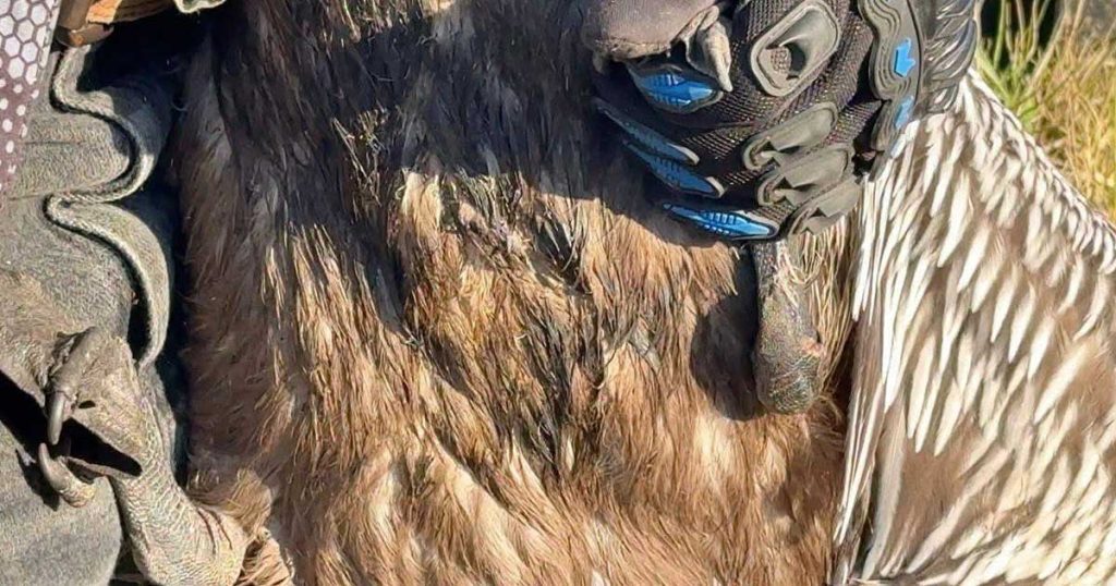 Rescatan pelícano contaminado en Alvarado Rescatan pelícano contaminado en Alvarado