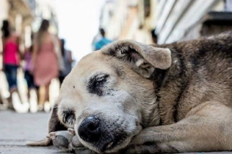 Invitan a donar alimento para perros y gatos en situación de calle este 4 de abril