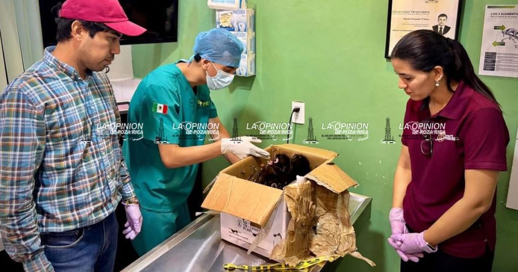 Autoridades resguardan tres monos araña asegurados en Poza Rica Autoridades resguardan tres monos araña asegurados en Poza Rica