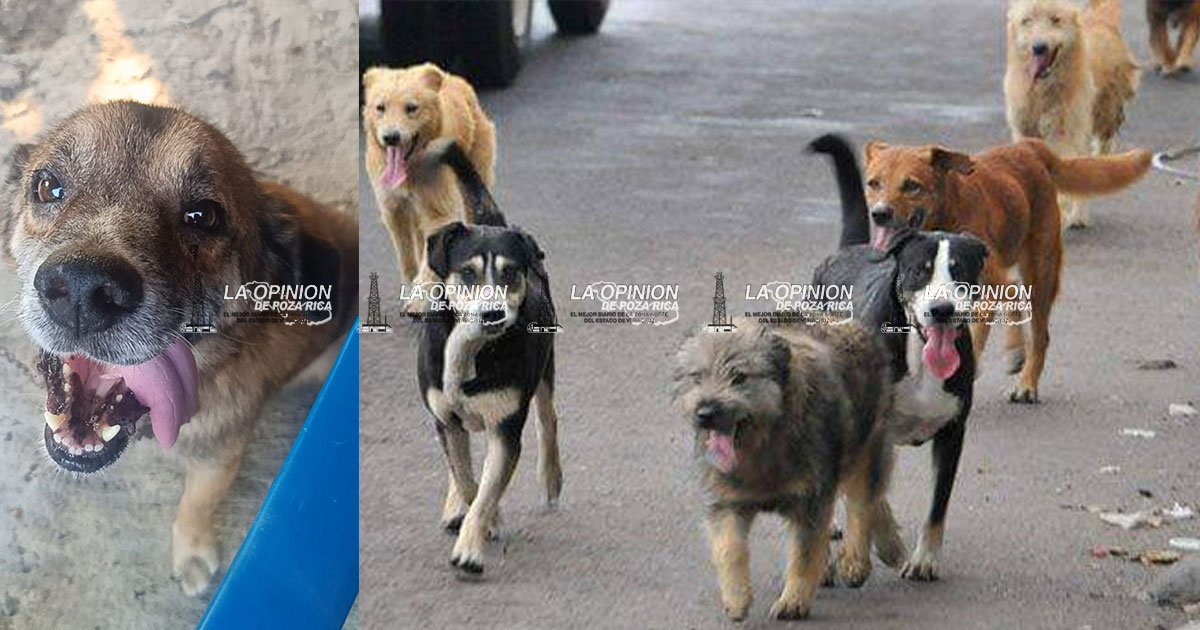 Llaman a proteger a las mascotas ante la intensa ola de calor Llaman a proteger a las mascotas ante la intensa ola de calor