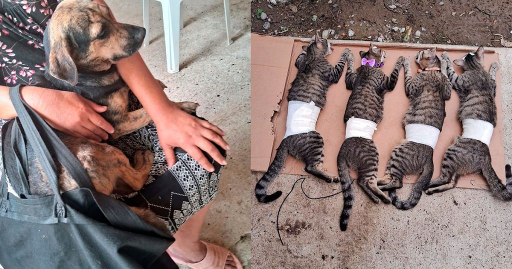 Realizan campaña de esterilización gratuita; suman 92 intervenciones Realizan campaña de esterilización gratuita; suman 92 intervenciones