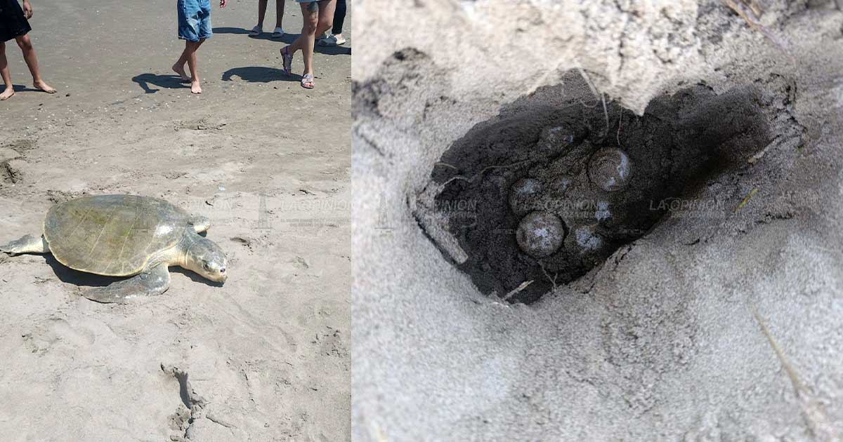 Espectáculo natural: tortugas desovan ante visitantes Espectáculo natural: tortugas desovan ante visitantes