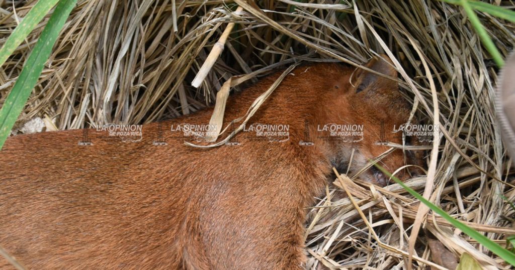 Muere ejemplar de Yaguarundi en Medellín de Bravo