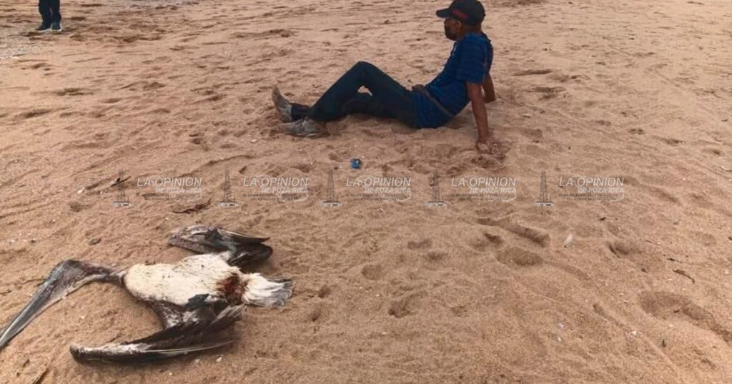 Aparecen pelícano y Manatí muertos en playas de Coatzacoalcos