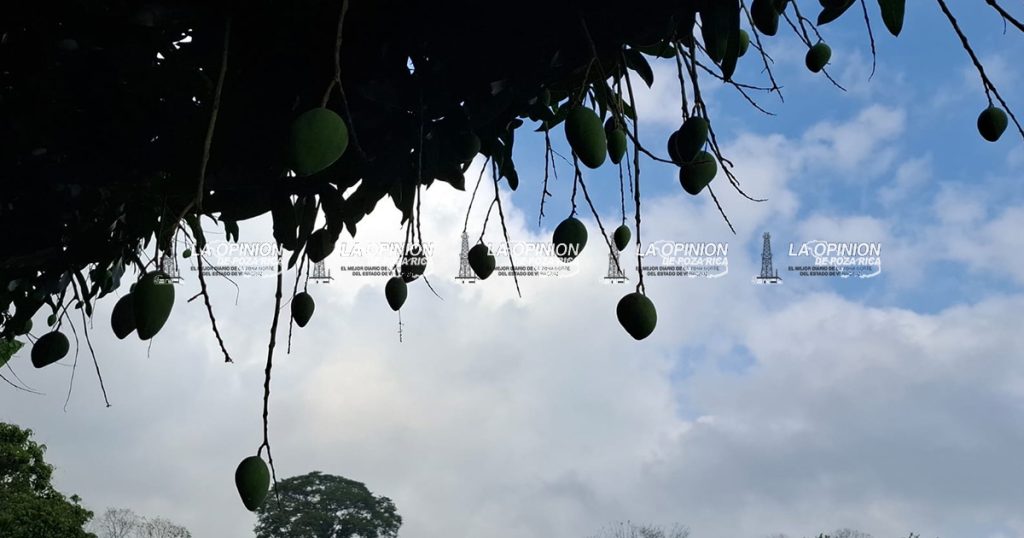 Reportan productores considerable caída de mango en desarrollo Reportan productores considerable caída de mango en desarrollo