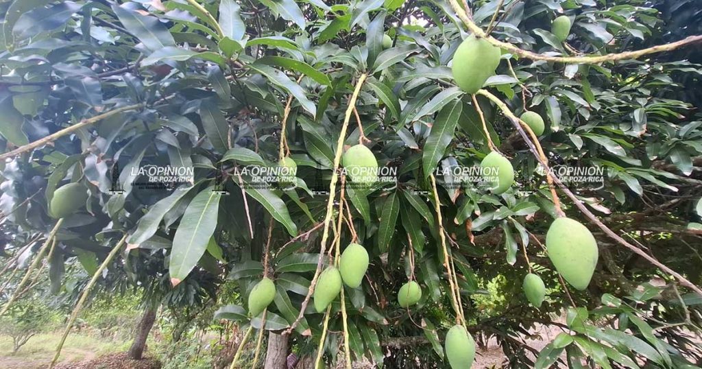 Reportan productores considerable caída de mango en desarrollo Reportan productores considerable caída de mango en desarrollo