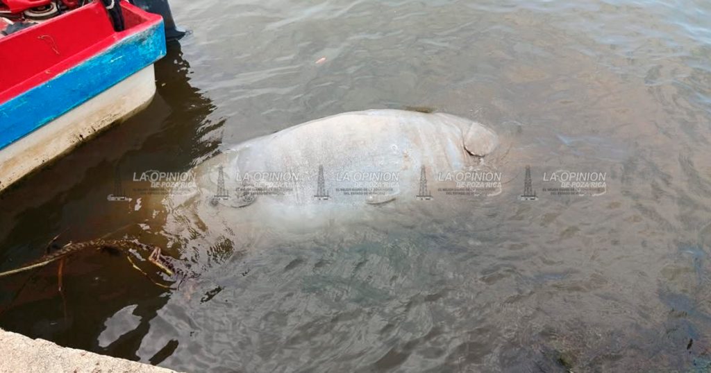 Aparecen pelícano y Manatí muertos en playas de Coatzacoalcos