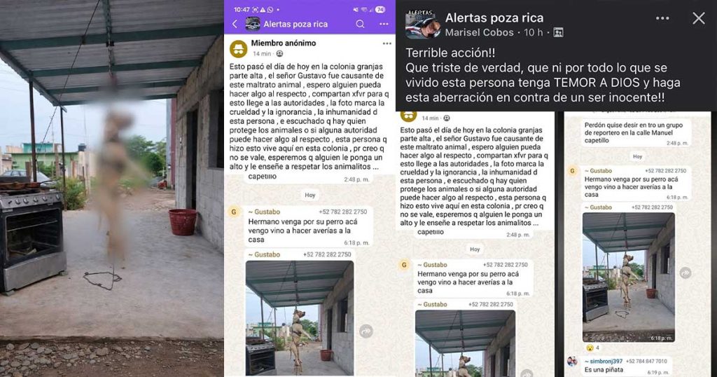 Denuncian presunto caso de maltrato animal en colonia Las Granjas; ya es investigado