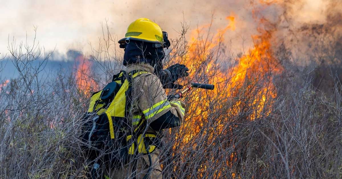Incendios forestales dañan 950 hectáreas Incendios forestales dañan 950 hectáreas