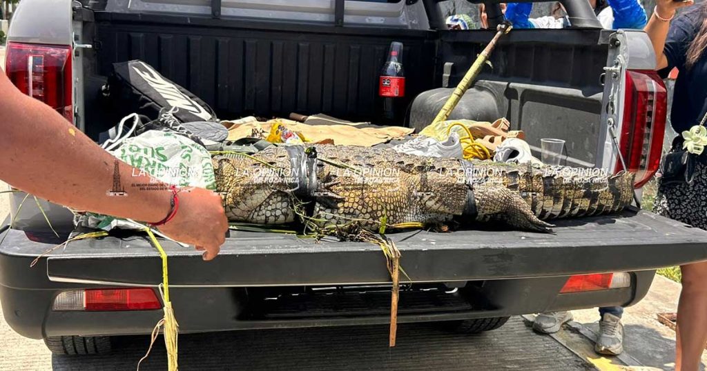 Rescatan cocodrilo en Tecolutla; será reubicado en su hábitat natural Rescatan cocodrilo en Tecolutla; será reubicado en su hábitat natural