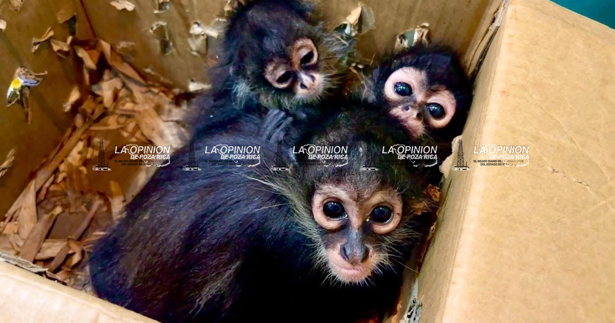 Autoridades resguardan tres monos araña asegurados en Poza Rica Autoridades resguardan tres monos araña asegurados en Poza Rica