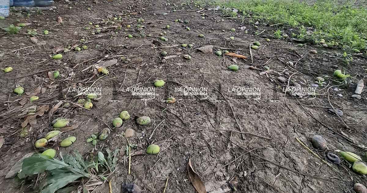 Reportan productores considerable caída de mango en desarrollo Reportan productores considerable caída de mango en desarrollo
