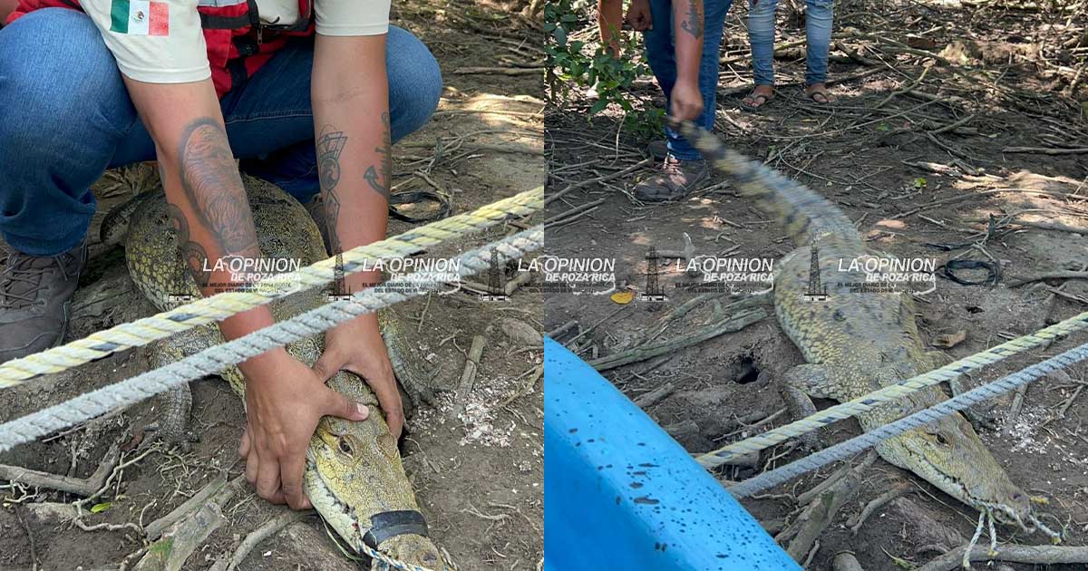 Rescatan cocodrilo en Tecolutla; será reubicado en su hábitat natural Rescatan cocodrilo en Tecolutla; será reubicado en su hábitat natural