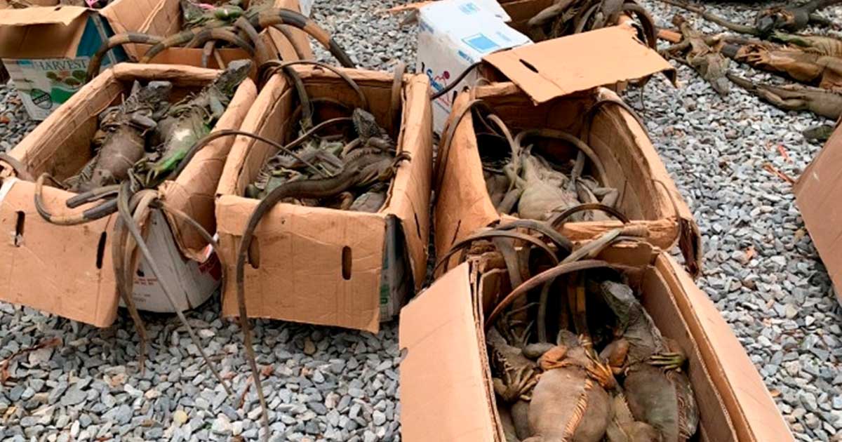 Rescatan iguanas traficadas