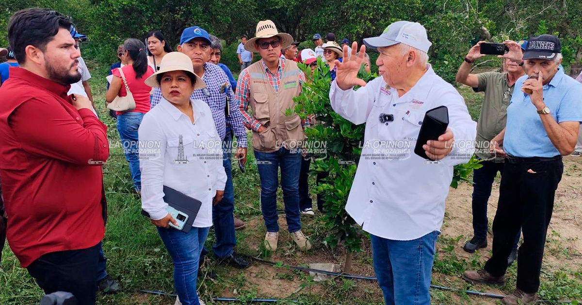 Impulsan el uso de insumos orgánicos en la citricultura