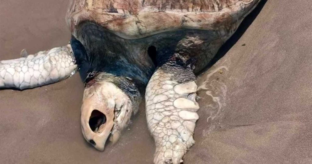 Encuentran tortuga marina sin vida Encuentran tortuga marina sin vida