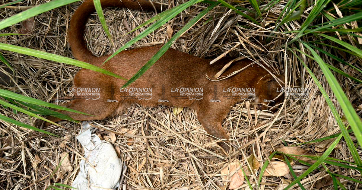 Muere ejemplar de Yaguarundi en Medellín de Bravo