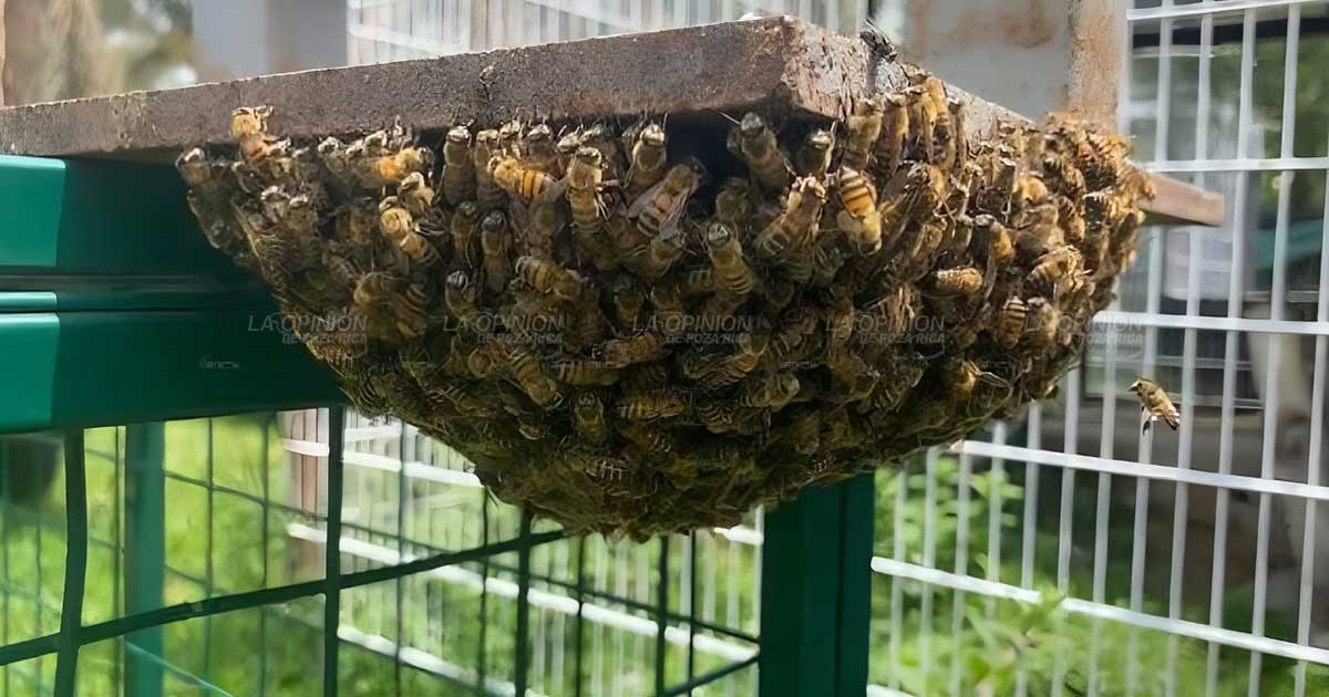 Calor provoca desplazamiento de enjambres de abejas