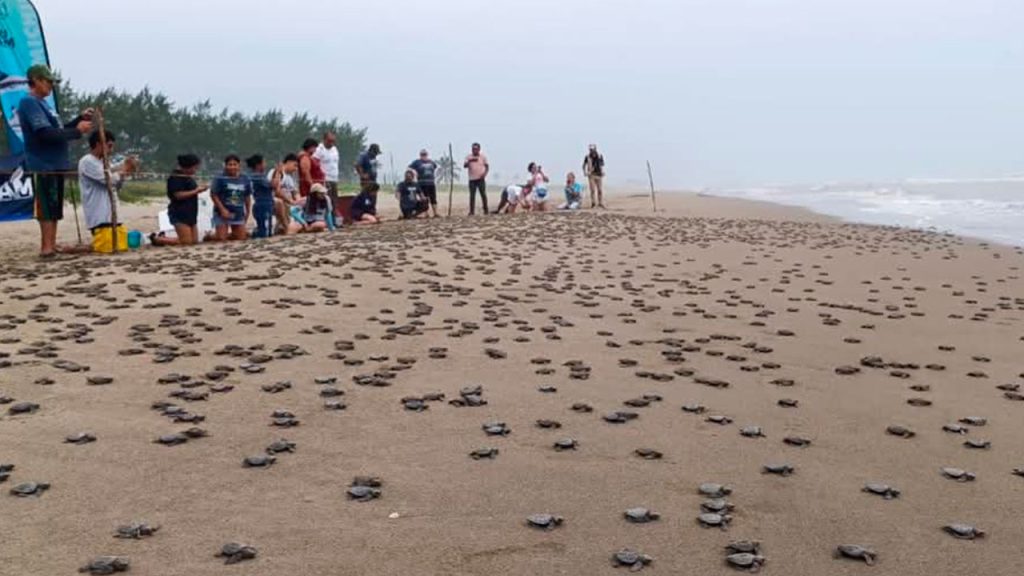 Nacen las primeras tortugas marinas de la temporada 2026 en Tecolutla Nacen las primeras tortugas marinas de la temporada 2026 en Tecolutla