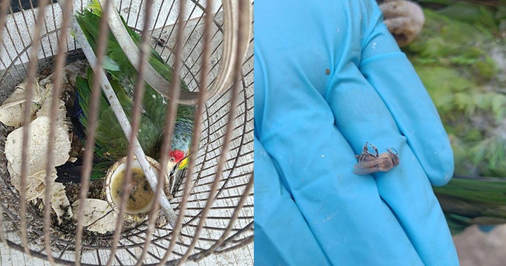 Reportan ataque de abejas en Cazones; evidencian presunto maltrato animal tras muerte de cotorro Reportan ataque de abejas en Cazones; evidencian presunto maltrato animal tras muerte de cotorro