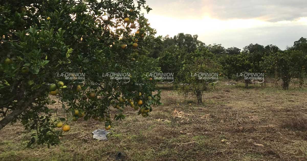 Alertan sobre otro riesgo para cítricos en zona norte