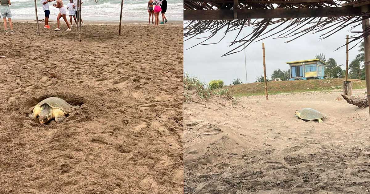 Histórica arribazón de tortugas Lora: protegen más de 23 mil huevos en un solo día