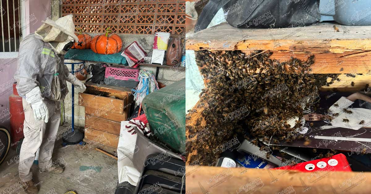 Familia entra en pánico por enjambre de abejas Familia entra en pánico por enjambre de abejas