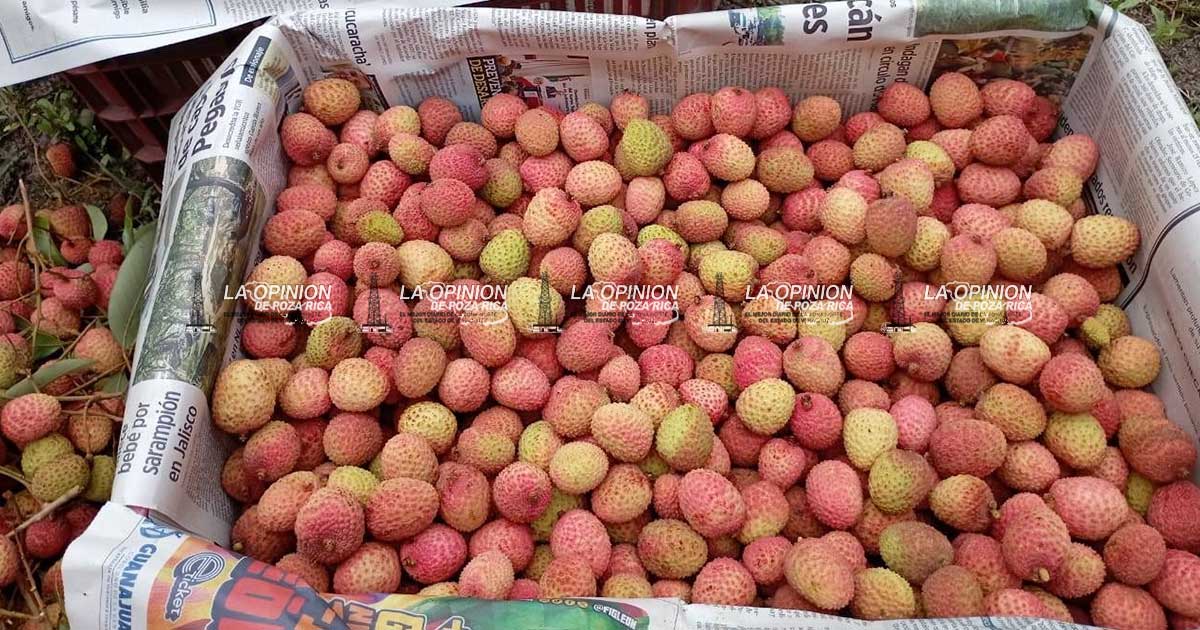 Cosecha de litchi genera movimiento económico Cosecha de litchi genera movimiento económico